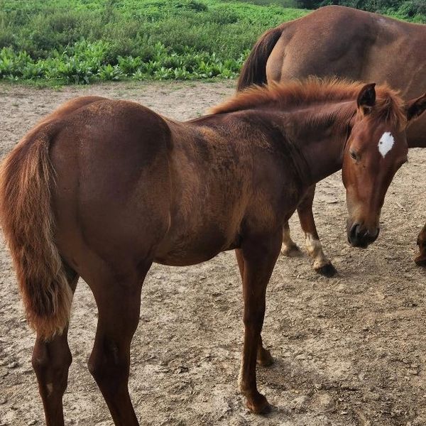 AQHA Horses For Sale